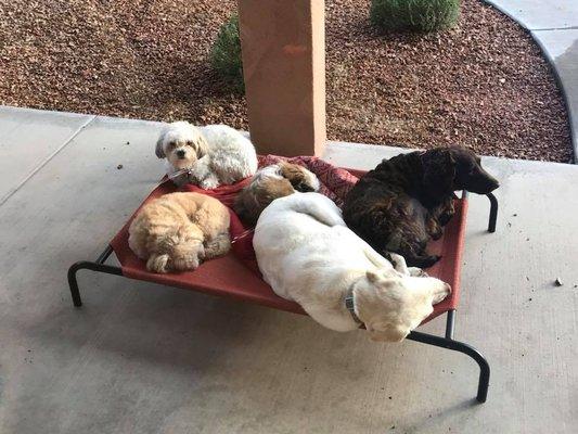 Dental Associates' furry friends lounging in our backyard.