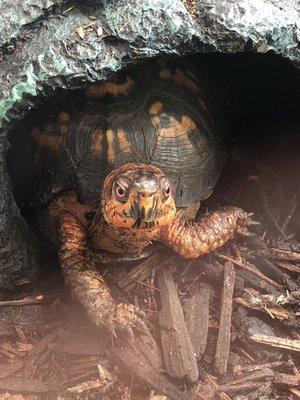 Turtle at Locust Grove Nature Center