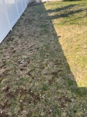 What 'Green is The Color Lawn Care' did to our lawn.