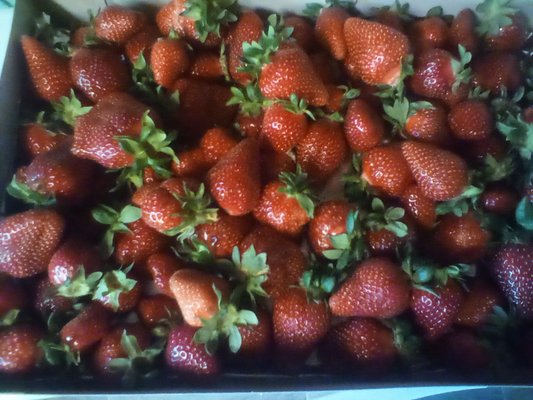 Beautiful strawberries