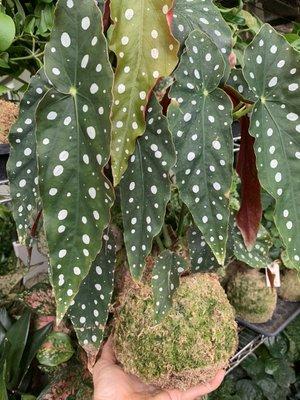 Clown Begonia