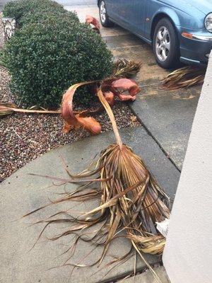 These are the tree branches that smooth sailing refused to trim that landed on and around my car