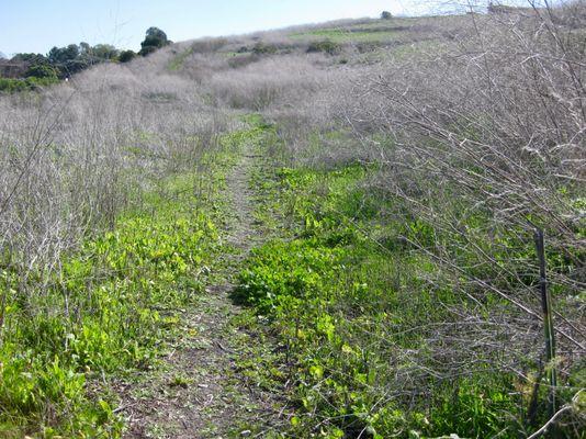 the trail I took, not muddy