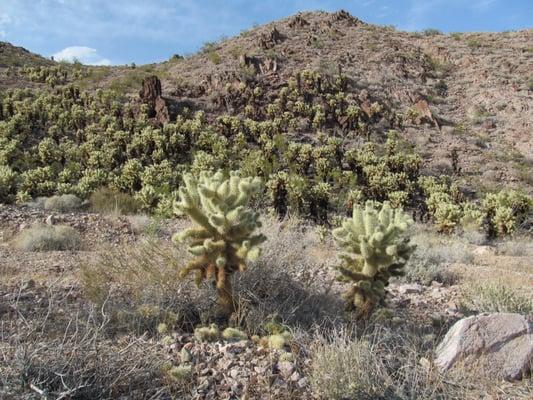 Teddy Bear cholla usually grow to 3 feet