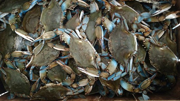 Maryland crabs are still looking really nice