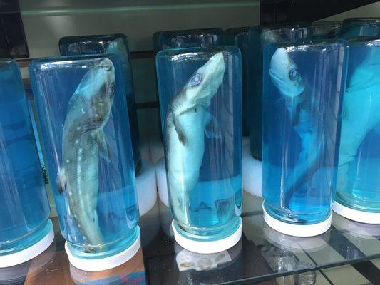 Dead baby sharks do not belong in a toy store