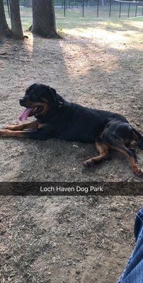 Loch Haven Dog Park. Very spacious and dogs can ru. All day long. Two for the large dogs and one for the small dogs.