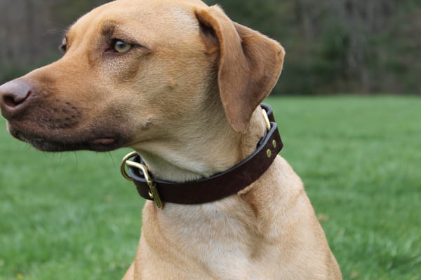 American Bench Craft Brown Leather Dog Collar with Solid Brass Hardware worn by Rhodesian Ridgeback