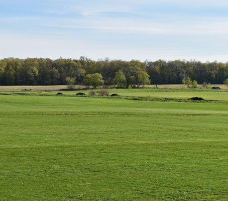 Kentucky Bluegrass sod field