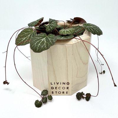 Living Decor Store