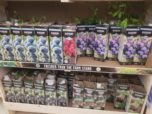 Fruit trees and bushes in store now (March)