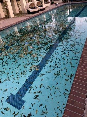 A lot of leaves in a pool - Solana Beach, CA