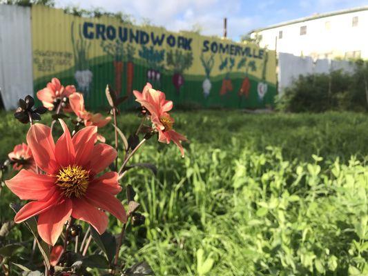 A sunny shot of Groundwork's South St. Farm