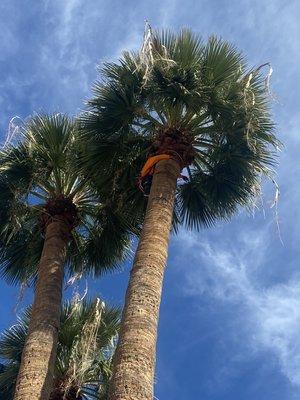 Palm Tree Trimming