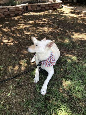 Taffy enjoying the yard!