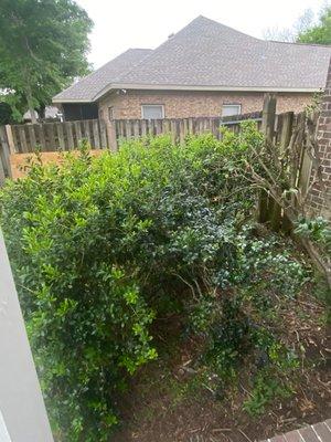 One side of the porch before clearing.