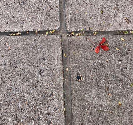 gaps where caulk separated from concrete. Locust leaves give scale of gaps.