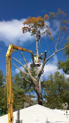 Brothers Tree Service