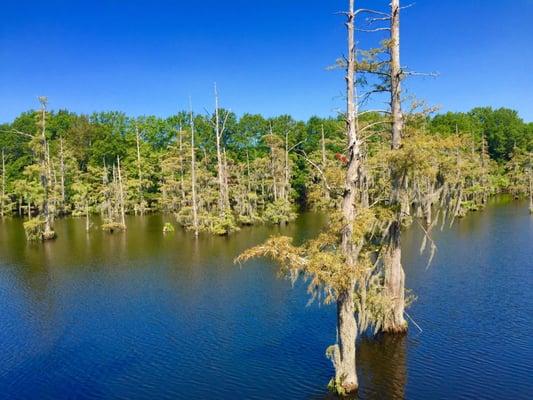 scenic views of Bayou Desiard