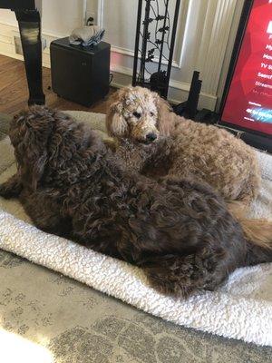 The sisters--Gabriella, the goldendoodle, and Madison, our rescued labradoodle.