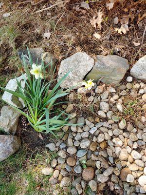 That is a daffodil that lived through the snow storm but could not handle four leaf blowers on them