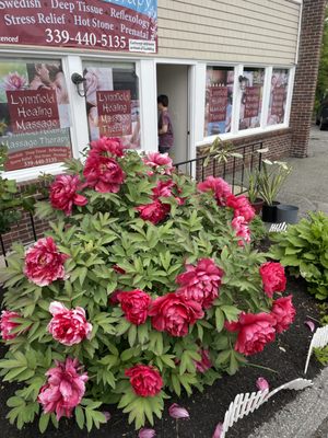 Beautiful flowers say hi for out customers 
Lynnfield healing massage