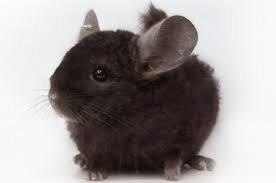 Ebony chinchilla.