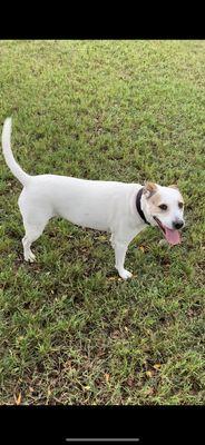 Lucy is amazing love to run at the park