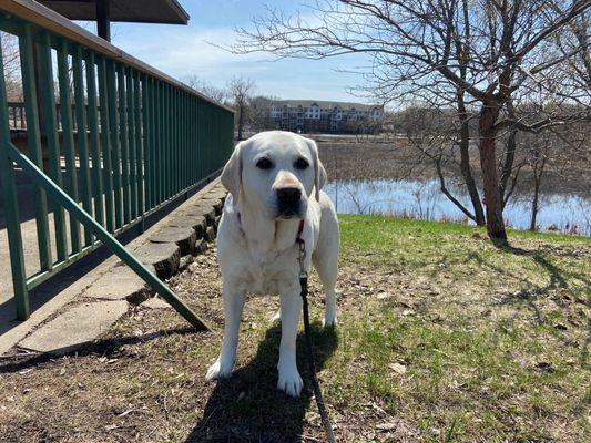 Pudge the Labrador