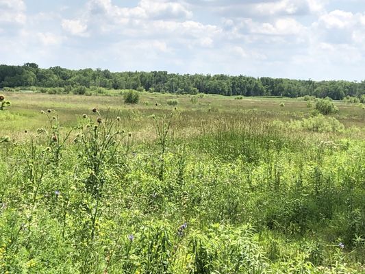 View of wetlands