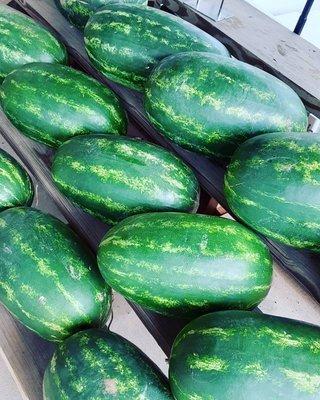 Watermelons