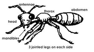 Ant Anatomy.