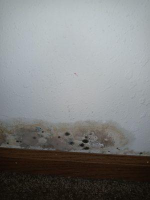 Mold penetrating through the wall from the other room