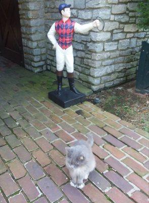 Barn cat