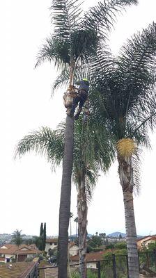 Palm tree trimming