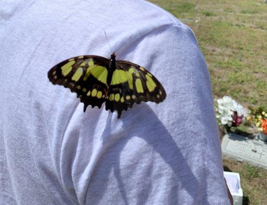 Butterfly Release