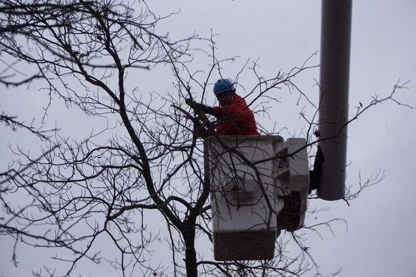 Removing a tree a tree after a storm blew it over on a past customer's house