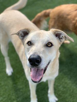 Happy dogs at daycare!