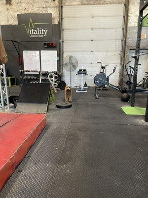 Dog, gym sign, daily workout whiteboard