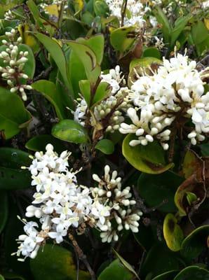 Fragrant flowers from the hedges