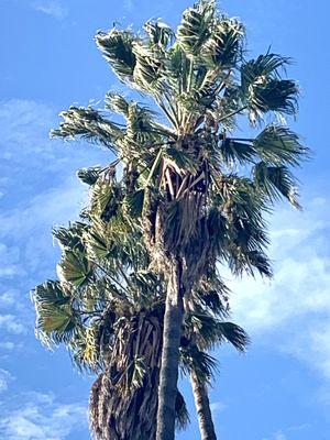 Cats screaming in their trees because Great White Owls and Mexican Eagles bring them up there to torture them.