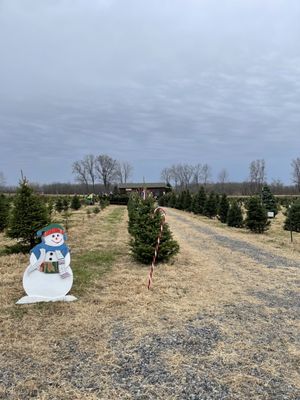 Bodine's Tree Farm