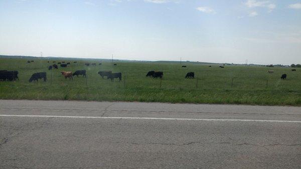 Neosho Farms Red Angus