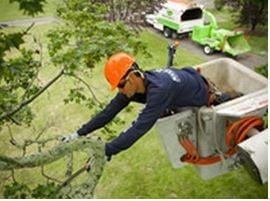 Toledo Tree Service