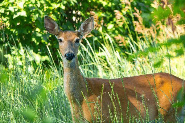 Wildlife photography