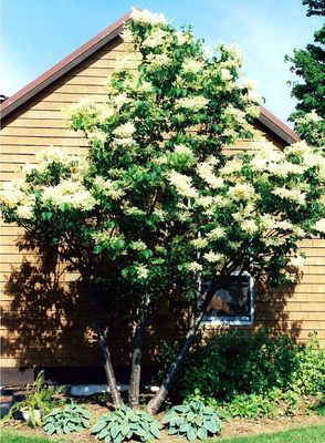 'Great Wall' Japanese Tree Lilac