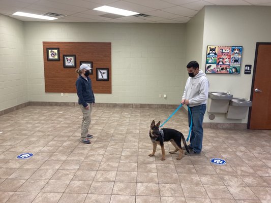 Puppy training at Almost Home Boarding & Grooming