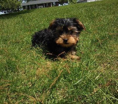 Yorkie Puppy