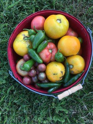 Summer bounty after 10 ´minutes in the pick-your-own field, which is open to all CSA members