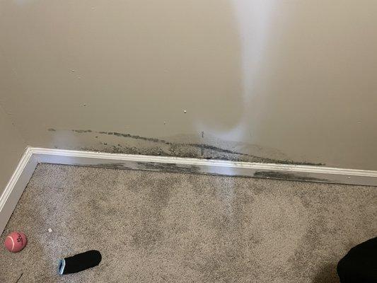 Closet floor soaked with water, mold growing across the closet wall. This was the first day, it grows and spreads by the day.